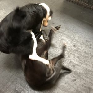 Border Collie and Boxer Mix playing at Dawg Gone It overnight dog lodging in Monterey.