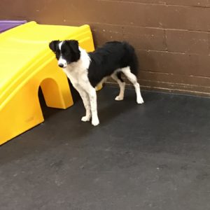 Border collie looking regal at Dawg Gone It doggy daycare in Monterey.