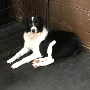 Border Collie taking a break at Dawg Gone It kennel in Monterey