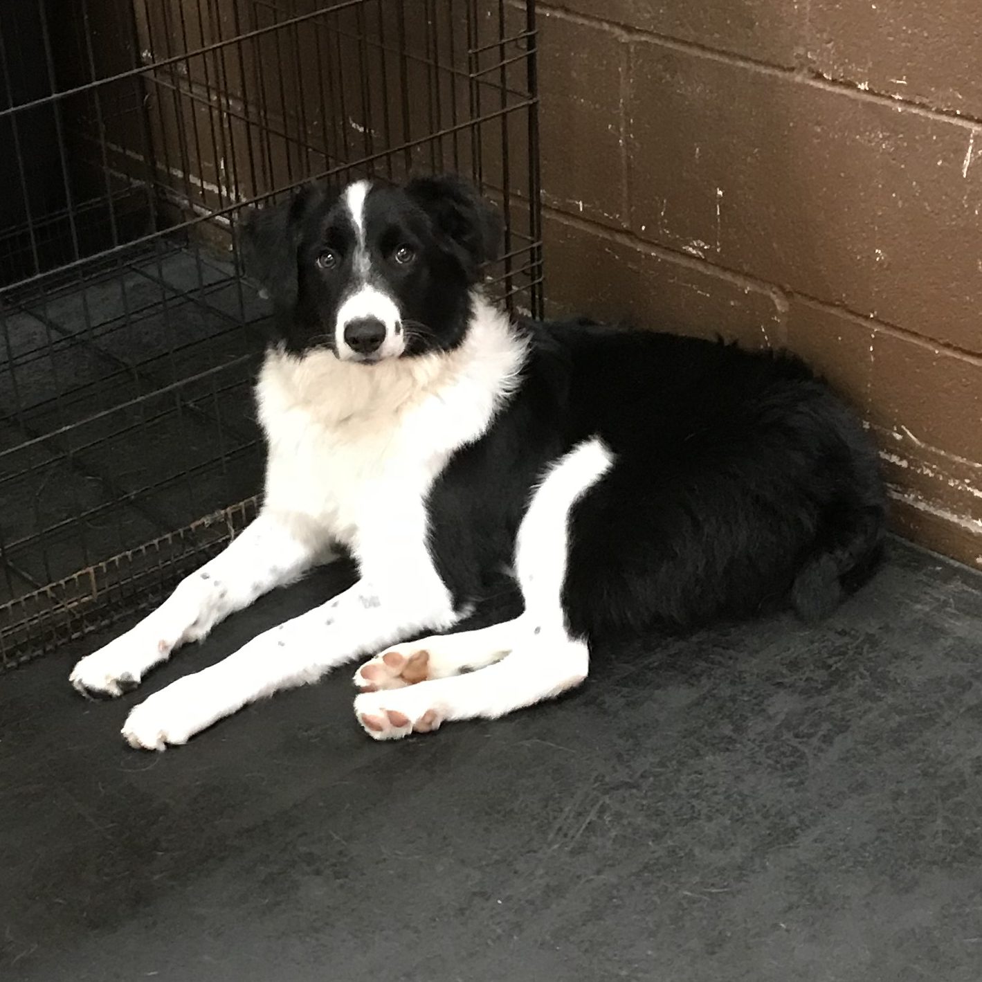 border collie and great pyrenees