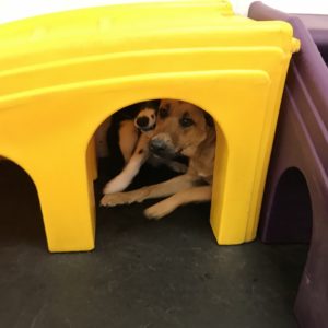 Border collie and german shepher mix hang out at Dawg Gone It dog daycare in Monterey.