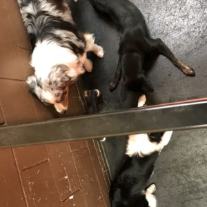 Dogs playing under fence at Dawg Gone It dog daycare in Monterey.