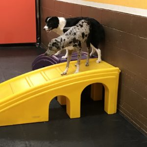 Dogs hanging out at Dawg Gone It doggie daycare in Monterey.