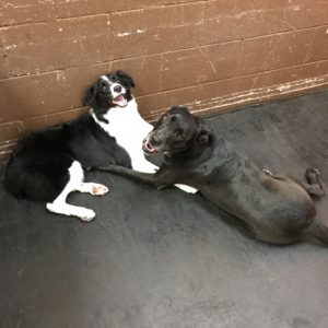 Dogs being friendly at Dawg Gone It doggy daycare in Monterey.