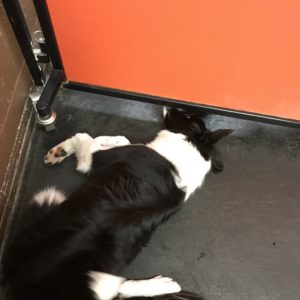 Border collie peeking under fence at Dawg Gone It dog kennel in Monterey.